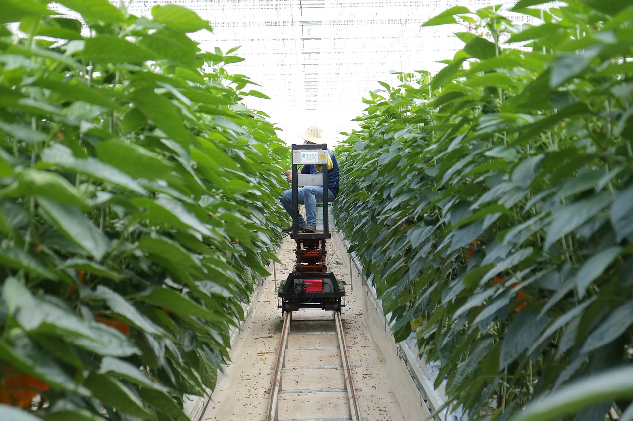 Smart farms thriving beyond the metropolis