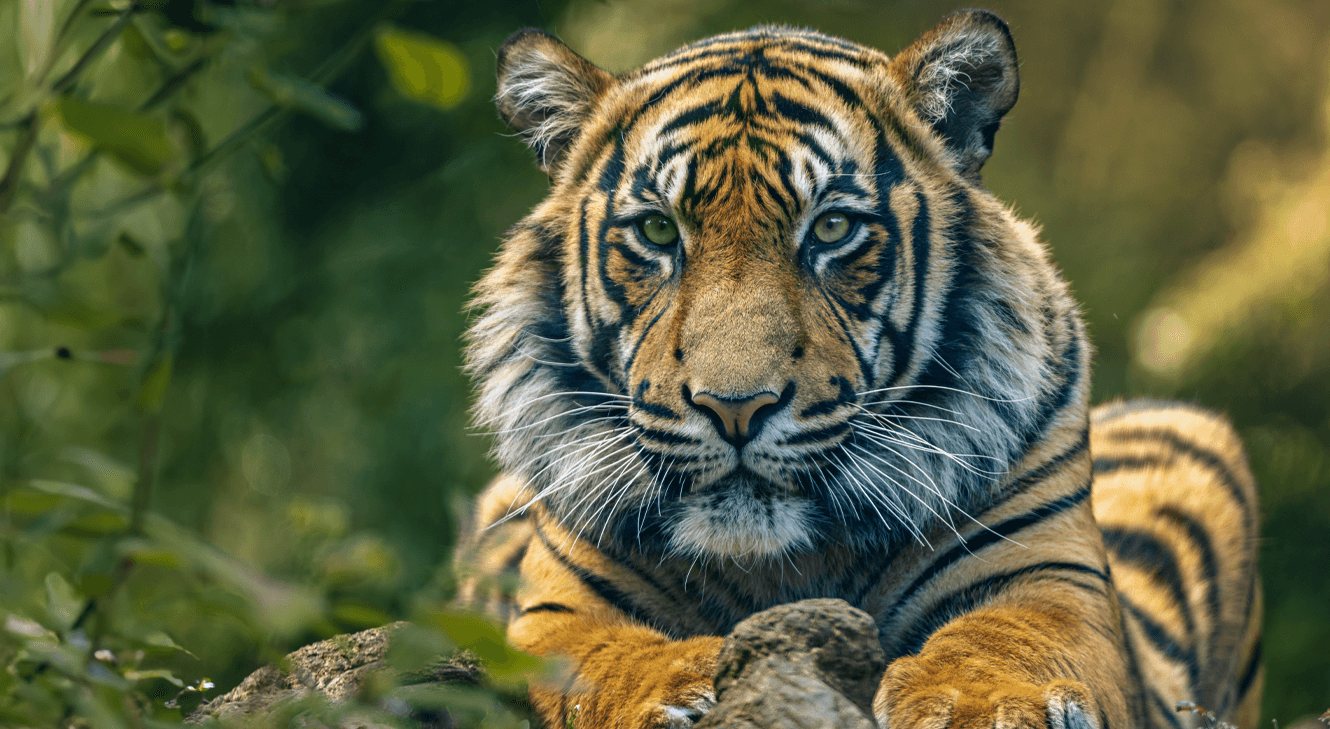 Celebrating World Tiger Day